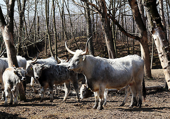 포토 JPG 해외이미지 동물 유럽 포유류 자연 뿔 사람없음 농장 갈색 가축 시골 소 큼 해외202004 해외포토 나라 컬러 농업 크기 생태계 파일형식 이미지허브