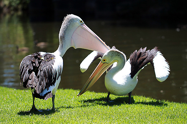 포토 JPG 해외이미지 동물 야생동물 2 날개 조류 서기 사람없음 물 강 반사 노란색 마주보기 검은색 흰색 호주 큼 펠리컨 손목시계 깃털 싸움 영토 물새 거만함 계산서 무료 해외202004 해외포토 자연요소 시계 컬러 컨셉 장신구 모션 오세아니아 크기 파일형식 이미지허브
