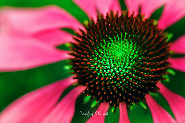 포토 JPG 해외이미지 꽃 분홍색 백그라운드 2 꽃무늬 추상 해바라기 사람없음 초록색 컬러풀 봄 벚꽃 신선 닫기 떨어짐 이슬 묘사 거베라 고립 블러 해외202004 해외포토 식물 계절 컬러 컨셉 무늬 모션 파일형식 이미지허브