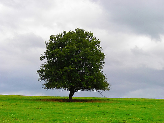 포토 JPG 해외이미지 나무 식물 구름 계절 백그라운드 밭 농업 자연 하늘 날씨 풍경 잔디 사람없음 야외 초록색 여름 파란색 햇빛 태양 농장 봄 시골 땅 장면 지역 밭일 수평선 해외202004 해외포토 자연요소 산업 컬러 생태계 파일형식 이미지허브