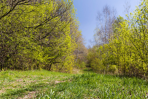 포토 JPG 해외이미지 나무 식물 길 자국 자연 하늘 풍경 사람없음 초록색 햇빛 봄 습지 숲 속도 해외202004 해외포토 계절 컬러 태양 생태계 파일형식 이미지허브