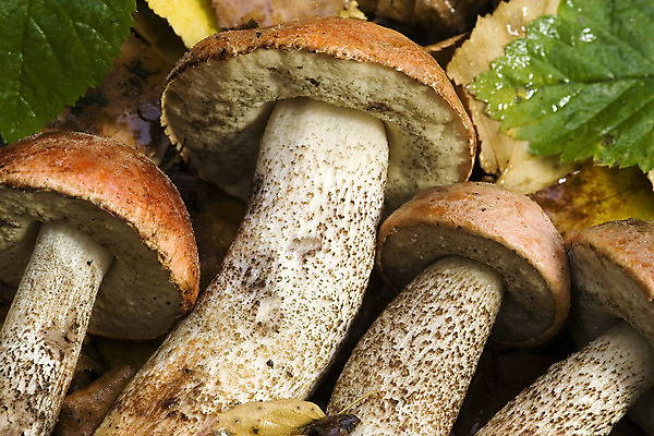 포토 JPG 해외이미지 식물 계절 줄기 자연 건강 사람없음 환경 버섯 가을 숲 수집 그물버섯 해외202004 해외포토 생태계 파일형식 이미지허브