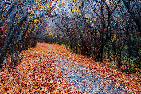 포토 JPG 해외이미지 나무 식물 구름 계절 백그라운드 잎 밭 자연 하늘 아침 풍경 사람없음 야외 가로 초록색 컬러풀 평화 활발 가을 시골 황금 숲 10월 해외202004 해외포토 주간 자연요소 컬러 컨셉 농업 날짜 생태계 파일형식 이미지허브