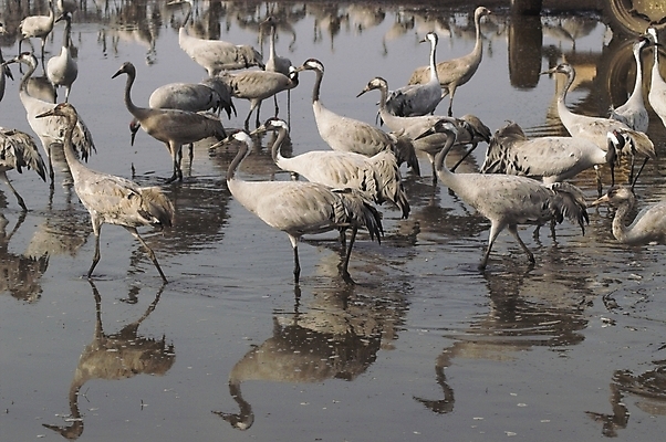 포토 JPG 해외이미지 동물 계절 호수 이동 날개 자연 조류 하늘 성공 새로움 생물 함께함 사람없음 야외 물 파란색 머리 평화 계곡 회색 가을 시골 그룹 중앙 깃털 기중기 부리 멸종 철새 동쪽 내추럴 동물상 이스라엘 착륙 해외202004 해외포토 자연요소 컬러 컨셉 신체부위 조형물 중장비 방향 생태계 서아시아 파일형식 이미지허브