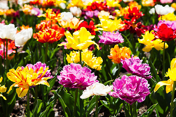 포토 JPG 해외이미지 식물 계절 공원 꽃잎 꽃 백그라운드 꽃무늬 밭 농업 전구 자연 사람없음 야외 빨간색 초록색 컬러풀 노란색 정원 봄 활발 튤립 벚꽃 빌라 해외202004 해외포토 공공시설 산업 컬러 컨셉 무늬 주택 생태계 파일형식 이미지허브