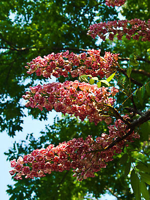 포토 JPG 해외이미지 식물 디자인 계절 공원 꽃 분홍색 꽃다발 백그라운드 컨셉 잎 꽃무늬 밭 자연 벽지 발렌타인데이 사람없음 야외 장식 초록색 여름 컬러풀 정원 봄 벚꽃 신선 닫기 다발 내추럴 스타일 해외202004 해외포토 공공시설 컬러 무늬 농업 모션 데이이벤트 생태계 파일형식 이미지허브