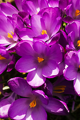 포토 JPG 해외이미지 식물 계절 공원 꽃잎 꽃 잎 전구 자연 사람없음 빛 햇빛 노란색 정원 보라색 봄 벚꽃 오픈 개화 닫기 제비꽃 속도 해외202004 해외포토 공공시설 컬러 모션 태양 생태계 파일형식 이미지허브