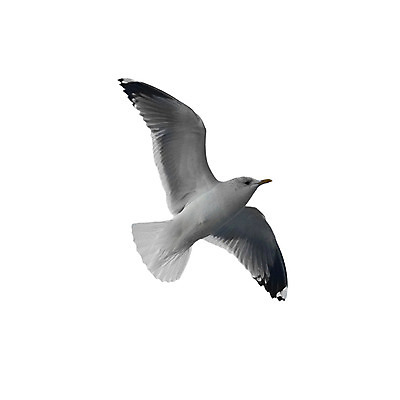 포토 JPG 해외이미지 동물 1 디자인 야생동물 바다 포즈 백그라운드 자연 갈매기 조류 하늘 성공 낚시 안내 사람없음 파란색 숫자 평화 맑음 힘 경쟁 회색 자유 흰색 비행 우아함 닫기 깃털 리더 천국 고립 무료 수평선 해외202004 해외포토 문자 컬러 컨셉 모션 레저 날씨 생태계 파일형식 이미지허브