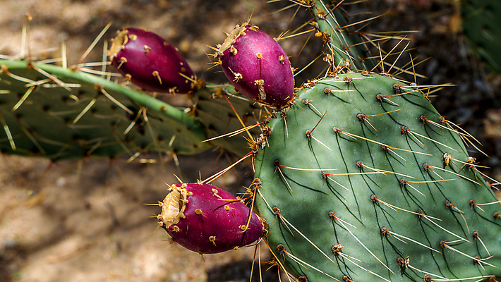 포토 JPG 해외이미지 식물 꽃 음식 채소 과일 자연 선인장 건조 사람없음 빨간색 초록색 물 컬러풀 태양 노란색 보라색 사막 벚꽃 흰색 뜨거움 가시 위험 참치 날카로움 애리조나 봉황 숙성 이국적 해외202004 해외포토 자연요소 컬러 컨셉 어류 미국 생태계 파일형식 이미지허브