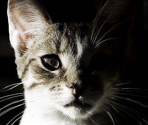 포토 JPG 해외이미지 동물 1 응시 얼굴 포즈 백그라운드 포유류 털 그림자 사람없음 반려동물 머리 검은색 고양이 회색 흰색 아기 관찰 달콤 작음 호기심 코 해외202004 해외포토 시선 감정 컬러 컨셉 모션 사람 신체부위 맛 크기 파일형식 이미지허브