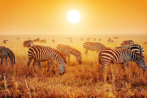 포토 JPG 해외이미지 동물 공원 야생동물 오렌지 포유류 아프리카 자연 하늘 서기 풍경 사람없음 태양 맑음 검은색 황혼 일몰 줄무늬 게임 흰색 황금 군중 저녁 땅 사파리 얼룩말 사바나 세렝게티 전국 탄자니아 평야 많음 해외202004 해외포토 자연요소 공공시설 나라 컬러 컨셉 무늬 과일 모션 놀이 날씨 사람 노을 말_동물 야간 생태계 파일형식 이미지허브