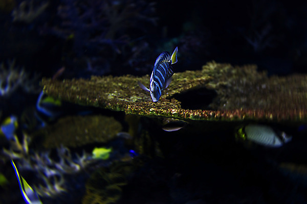 포토 JPG 해외이미지 동물 여행 어류 사람없음 물 관광지 고요 수족관 내추럴 싱가폴 해외202004 해외포토 자연요소 아시아 수중동물 파일형식 이미지허브