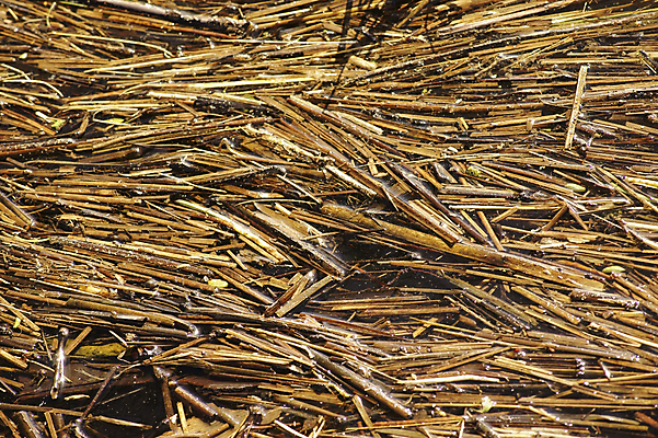 포토 JPG 해외이미지 식물 줄기 이동 자연 표면 바람 날씨 사람없음 물 강 물방울 죽음 수면 평행 해외202004 해외포토 자연요소 컨셉 생태계 파일형식 이미지허브