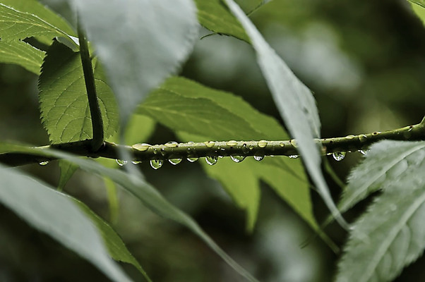 포토 JPG 해외이미지 나무 식물 백그라운드 단풍 잎 자연 산 사람없음 야외 초록색 빛 덮개 가을 나뭇가지 신선 닫기 떨어짐 빗방울 통로 발칸반도 불가리아 해외202004 해외포토 계절 컬러 컨셉 모션 뚜껑 비_날씨 생태계 파일형식 남유럽 이미지허브