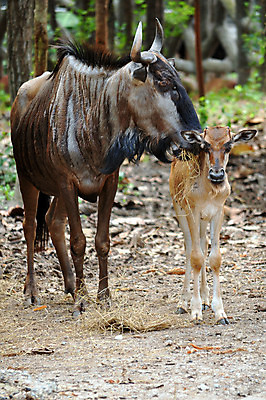 포토 JPG 해외이미지 동물 1 응시 공원 남자 야생동물 2 밭 포유류 아프리카 자연 엄마 건조 뿔 건강 서기 사람없음 야외 옆모습 초록색 파란색 빛 달리기 갈색 검은색 게임 아기 황무지 황금 닫기 작음 사파리 입술 남쪽 내추럴 돌봄 해외202004 해외포토 시선 공공시설 나라 뷰포인트 컬러 농업 가족 모션 놀이 사람 신체부위 크기 방향 생태계 파일형식 이미지허브