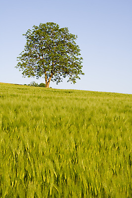 포토 JPG 해외이미지 나무 빵 백그라운드 밭 농업 자연 하늘 추상 풍경 사람없음 야외 세로 초록색 여름 파란색 농장 농경지 우주 수확 가을 흰색 시골 고독 밀 수평선 해외202004 해외포토 식물 계절 감정 산업 음식 컬러 무늬 곡류 생태계 파일형식 이미지허브