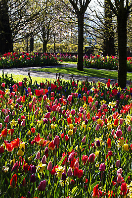 포토 JPG 해외이미지 나무 식물 계절 공원 꽃 꽃무늬 오렌지 전구 자연 풍경 사람없음 장식 빨간색 초록색 파란색 빛 컬러풀 노란색 여행객 환경 정원 봄 튤립 벚꽃 흰색 개화 배열 네덜란드 향기 수선화 내추럴 밭일 그리너리 해외202004 해외포토 공공시설 유럽 컬러 무늬 과일 사람 생태계 냄새 파일형식 트랜드컬러 이미지허브