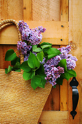 포토 JPG 해외이미지 식물 계절 꽃잎 꽃 잎 꽃무늬 자연 사람없음 초록색 태양 바구니 문 정원 보라색 봄 벚꽃 황금 오브젝트 원예 라일락 외양간 해외202004 해외포토 자연요소 컬러 무늬 취미 생태계 파일형식 이미지허브