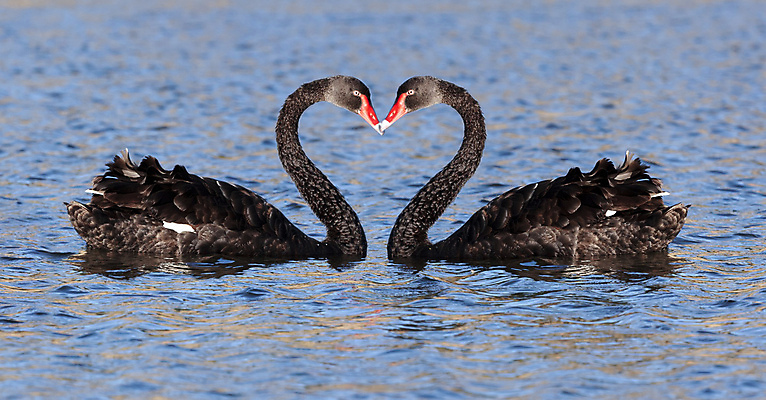 포토 JPG 해외이미지 주간 호수 두마리 사람없음 야외 흑조 해외202004 해외포토 자연요소 2 조류 파일형식 이미지허브