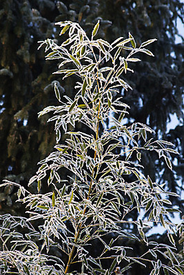 포토 JPG 해외이미지 나무 식물 계절 잎 겨울 자연 풍경 사람없음 야외 초록색 얼음 추위 흰색 나뭇가지 12월 대나무 서리 북쪽 내추럴 해외202004 해외포토 자연요소 컬러 날짜 방향 생태계 파일형식 이미지허브