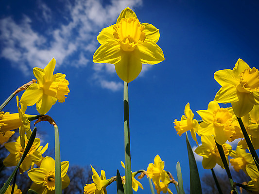 포토 JPG 해외이미지 식물 꽃잎 꽃 꽃다발 잎 밭 자연 부활절 새로움 사람없음 야외 컬러풀 노란색 환경 정원 봄 활발 성장 벚꽃 침대 개화 황무지 4월 다발 배열 원예 부드러움 수선화 내추럴 생태학 많음 해외202004 해외포토 계절 교육 기념일 컬러 가구 컨셉 농업 취미 감각 날짜 생태계 파일형식 이미지허브