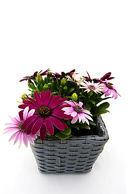 포토 JPG 해외이미지 식물 계절 꽃 분홍색 사람없음 여름 햇빛 바구니 정원 봄 스페인 데이지 스페인어 해외202004 해외포토 유럽 컬러 태양 파일형식 이미지허브