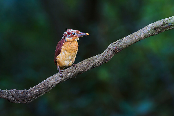 포토 JPG 해외이미지 동물 남자 아시아 야생동물 날개 청소년 태국 자연 조류 동양인 사람없음 빨간색 컬러풀 관찰 황무지 숲 열대우림 손목시계 깃털 내추럴 물총새 혼자 해외202004 해외포토 나라 시계 컬러 장신구 모션 사람 인종 생태계 파일형식 이미지허브