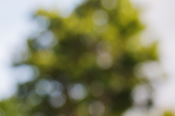 포토 JPG 해외이미지 나무 식물 디자인 계절 공원 백그라운드 잎 패턴 밭 자연 벽지 추상 풍경 잔디 사람없음 야외 아웃포커스 초록색 여름 빛 컬러풀 햇빛 태양 우주 환경 정원 맑음 봄 소프트포커스 숲 질감 보케 부드러움 내추럴 블러 해외202004 해외포토 자연요소 공공시설 컬러 무늬 농업 날씨 촬영기법 감각 생태계 파일형식 이미지허브