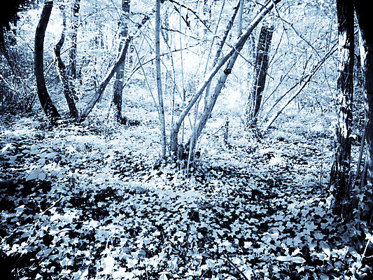 포토 JPG 해외이미지 나무 식물 공원 잎 자연 하늘 풍경 사람없음 야외 환경 나뭇가지 시골 떨어짐 숲 땅바닥 적외선 해외202004 해외포토 공공시설 컨셉 바닥 생태계 파일형식 이미지허브