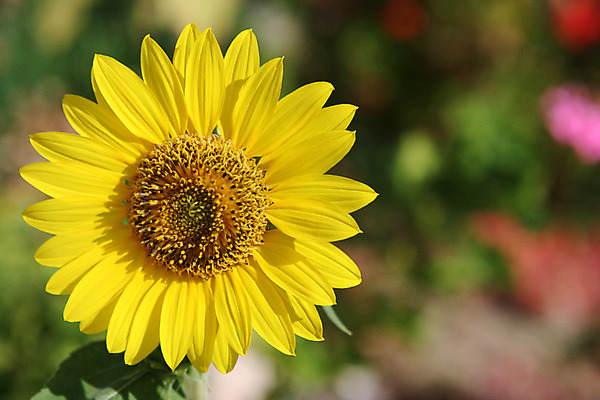 포토 JPG 해외이미지 식물 꽃 백그라운드 자연 사람없음 야외 아웃포커스 초록색 여름 컬러풀 노란색 정원 봄 벚꽃 신선 큼 해외202004 해외포토 계절 컬러 촬영기법 크기 생태계 파일형식 이미지허브