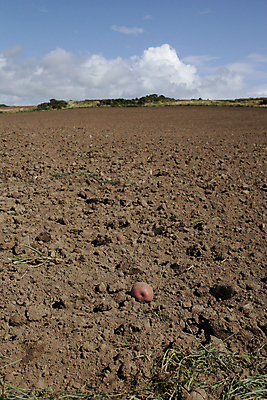 포토 JPG 해외이미지 구름 밭 농업 하늘 감자 사람없음 빨간색 파란색 농작물 흙 수확 땅 수집 밭일 해외202004 해외포토 자연요소 산업 컬러 채소 파일형식 이미지허브