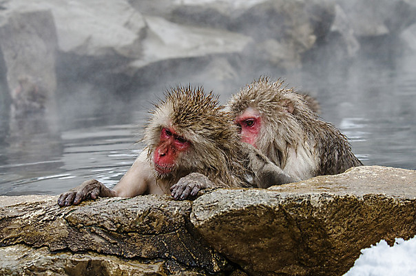 포토 JPG 해외이미지 나무 동물 공원 얼굴 야생동물 분홍색 조각 겨울 포유류 털 사람 사람없음 갈색 걷기 일본 얼음 봄 산책 추위 원숭이 표현 관찰 뜨거움 호기심 오르기 유인원 폭설 해외202004 해외포토 자연요소 식물 계절 공공시설 감정 아시아 컬러 컨셉 모션 휴식 눈_날씨 신체부위 자연재해 파일형식 이미지허브