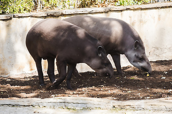 포토 JPG 해외이미지 동물 야생동물 포유류 자연 초식동물 사람없음 물 강 미국 회색 숲 열대우림 에콰도르 멸종 브라질 주둥이 아르헨티나 내추럴 동물상 베네수엘라 볼리비아 아마존 초식 총구 파라과이 페루 브라질사람 해외202004 해외포토 자연요소 컬러 북아메리카 아메리카 조형물 남아메리카 생태계 파일형식 이미지허브
