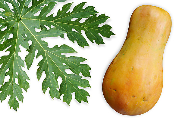 포토 JPG 해외이미지 나무 식물 잎 자연 사람없음 신선 과수원 허브 상쾌 원예 내추럴 파파야 해외202004 해외포토 감정 농업 취미 열대과일 생태계 파일형식 이미지허브