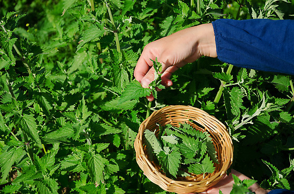 포토 JPG 해외이미지 식물 손 계절 여자 꽃잎 백그라운드 잎 꽃무늬 모션 자연 바람 건강 사람없음 초록색 여름 약 머리 정원 약재 시골 신선 닫기 선택 차 약초 상품 수집 민트 허브 유기농 아로마테라피 내추럴 돌봄 원예사 해외202004 해외포토 자연요소 직업 웰빙 꽃 음료 컬러 컨셉 무늬 의학 날씨 사람 신체부위 풀_식물 생태계 테라피 파일형식 이미지허브