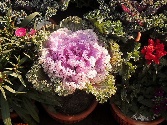 포토 JPG 해외이미지 모양 식물 직업 디자인 꽃 백그라운드 컨셉 잎 비즈니스 실내 사람없음 초록색 판매 정원 놀이방 젖음 성장 흰색 신선 도자기 구매 냄비 이슬 컨테이너 배열 제비꽃 원예 서식 고립 돌봄 매각 비올라 심기 옛날 온실 원예사 해외202004 해외포토 산업 컬러 모션 취미 내부 쇼핑 솥 파일형식 찰현악기 이미지허브