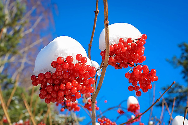 포토 JPG 해외이미지 나무 식물 계절 열매 줄기 겨울 과일 자연 하늘 날씨 씨앗 사람없음 야외 장식 빨간색 파란색 정원 냉동 얼음 침묵 추위 흰색 나뭇가지 다발 서리 시트 눈덩이 숙성 해외202004 해외포토 자연요소 컬러 눈_날씨 소리 생태계 파일형식 이미지허브
