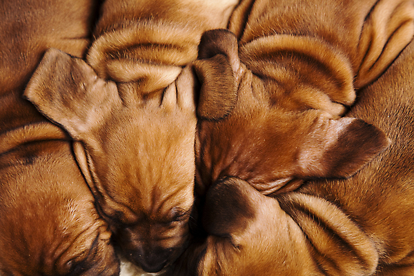 포토 JPG 해외이미지 반려견 새끼 여러마리 실내 근접촬영 사람없음 반려동물 하이앵글 귀여움 눈감음 강아지 닥스훈트 해외202004 뭉침 해외포토 동물 뷰포인트 다수 컨셉 모션 내부 개 파일형식 이미지허브