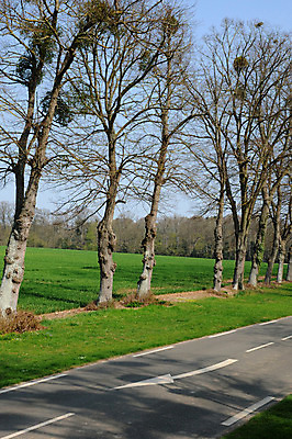 포토 JPG 해외이미지 외관 도로 자연 풍경 사람없음 야외 프랑스 시골 해외202004 해외포토 유럽 길 교통시설 생태계 파일형식 이미지허브