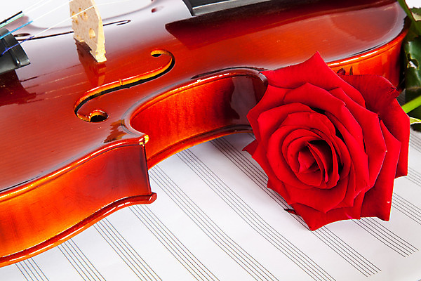 포토 JPG 해외이미지 사람없음 장미 우아함 바이올린 악보 해외202004 해외포토 꽃 음악 컨셉 현악기 파일형식 이미지허브