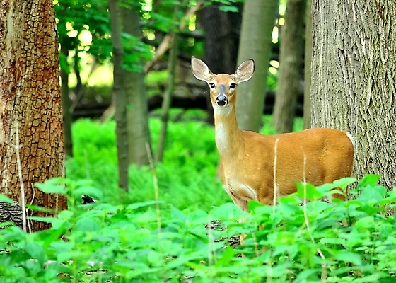 포토 JPG 해외이미지 동물 야생동물 포유류 자연 사슴 사람없음 야외 숲 동물상 암사슴 해외202004 해외포토 조형물 암컷 생태계 파일형식 이미지허브
