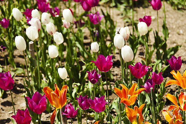 포토 JPG 해외이미지 식물 1 계절 꽃 바다 백그라운드 컨셉 꽃무늬 밭 자연 부활절 서기 사람없음 야외 빨간색 초록색 농장 봄 꿈 튤립 흰색 신선 괴짜 군중 싱글 원예 개성 내추럴 우수 특별함 패기 혼자 해외202004 해외포토 기념일 컬러 무늬 농업 모션 사람 취미 자신감 절기 생태계 파일형식 이미지허브