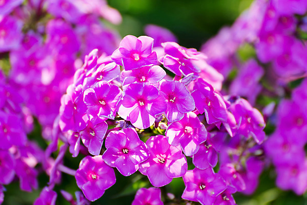 포토 JPG 해외이미지 식물 꽃잎 꽃 분홍색 백그라운드 잎 패턴 자연 사랑 사람없음 여름 컬러풀 태양 우주 맑음 보라색 봄 활발 벚꽃 인사 생일 작음 라벤더 깊이 멀티 영원 해외202004 해외포토 자연요소 계절 기념일 감정 컬러 컨셉 무늬 날씨 예절 크기 허브 생태계 파일형식 이미지허브