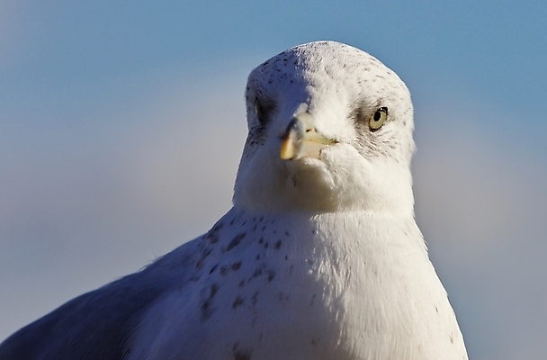 포토 JPG 해외이미지 백그라운드 캐나다 날개 갈매기 조류 하늘 사람없음 파란색 노란색 머리 검은색 놀람 회색 흰색 자신감 닫기 깃털 만족 그림 나이아가라 고립 해외202004 해외포토 동물 감정 컬러 북아메리카 모션 표정 신체부위 미국 파일형식 이미지허브