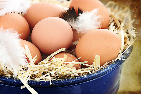 포토 JPG 해외이미지 동물 음식 농업 재료 부활절 유제품 사람없음 야외 파란색 농장 갈색 바구니 금속 계란 사진촬영 골동품 껍질 농촌 시골 신선 둥지 볏짚 아침식사 양동이 깃털 오브젝트 그림 유기농 날것 밀짚 국산 흙더미 암탉 정물화 많음 해외202004 해외포토 웰빙 기념일 산업 컬러 컨셉 재질 알 촬영 식사 흙 닭 짚 암컷 파일형식 더미 이미지허브