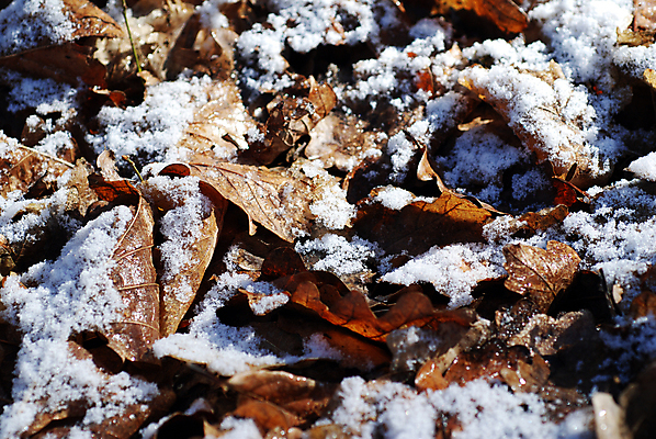 포토 JPG 해외이미지 나무 계절 백그라운드 잎 크리스마스 겨울 자연 추상 그림자 사람없음 야외 빛 갈색 얼음 추위 가을 죽음 숲 서리 결정체 해외202004 해외포토 자연요소 식물 기념일 컬러 무늬 생태계 파일형식 이미지허브