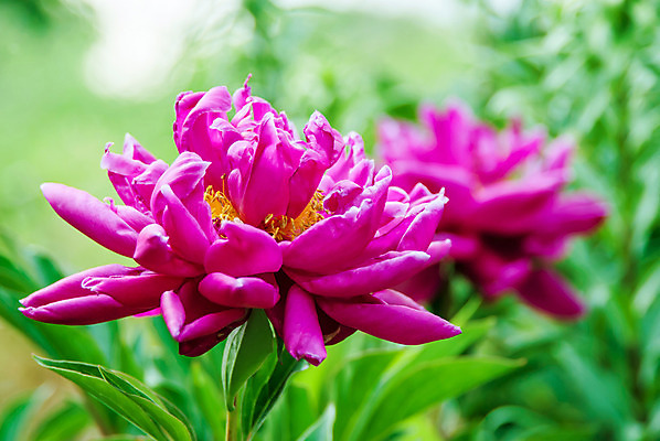 포토 JPG 해외이미지 식물 계절 꽃잎 꽃 줄기 분홍색 백그라운드 잎 자연 사람없음 야외 장식 초록색 태양 약 장미 머리 봄 활발 들꽃 성장 벚꽃 나뭇가지 신선 개화 숲 자주색 허브 꽃수술 해외202004 해외포토 자연요소 나무 컬러 컨셉 의학 신체부위 생태계 파일형식 이미지허브