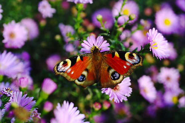 포토 JPG 해외이미지 동물 꽃 나비 곤충 날개 오렌지 자연 사람없음 태양 정원 체리 변화 우아함 공작 작음 큼 꿀 멀티 복잡 수유 이국적 제어 해외202004 해외포토 자연요소 식물 컨셉 과일 조류 크기 생태계 파일형식 이미지허브