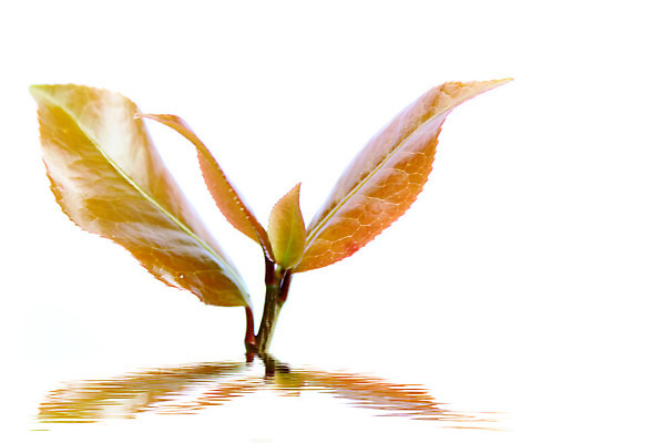 포토 JPG 해외이미지 나무 식물 백그라운드 잎 농업 자연 포도 새로움 건강 사람없음 빨간색 초록색 물 갈색 새싹 봄 성장 흰색 나뭇가지 신선 포도나무 자작나무 박테리아 내추럴 고립 러시아인 해외202004 해외포토 자연요소 서양인 계절 산업 컬러 컨셉 과일 의학 과일나무 생태계 파일형식 이미지허브