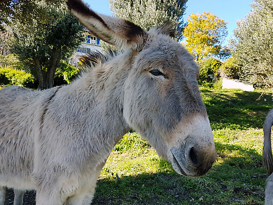 포토 JPG 해외이미지 나무 동물 응시 밭 농업 포유류 자연 털 풍경 사람없음 야외 초록색 반려동물 농장 갈색 머리 정원 이탈리아 회색 프랑스 흰색 시골 닫기 올리브 코 귀 당나귀 밭일 해외202004 해외포토 식물 시선 열매 유럽 산업 컬러 모션 신체부위 말_동물 생태계 파일형식 이미지허브